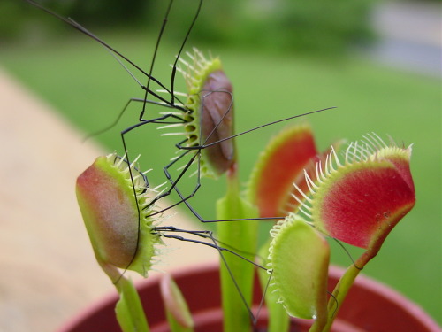 daddy long legs vs flytrap